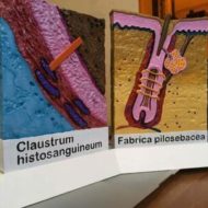 maket-medicinskij-abs